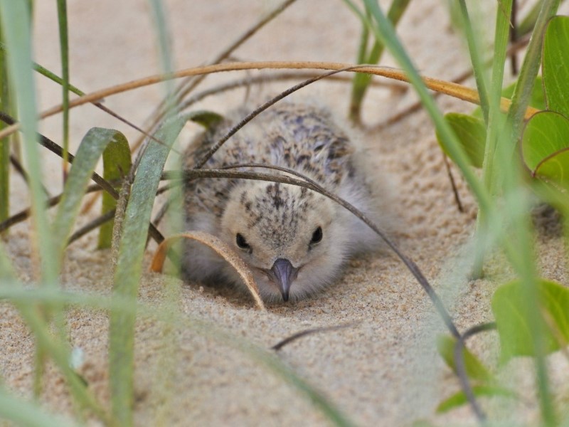 A Little Tern chick in the sand.