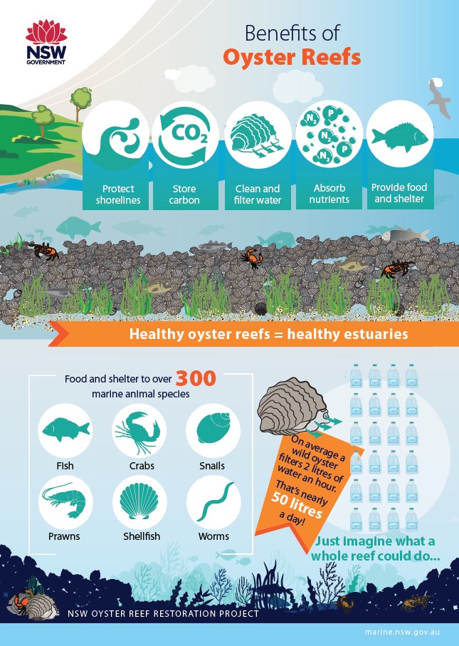Oyster reef restoration and research
