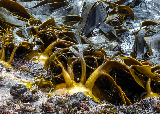 bull kelp uses