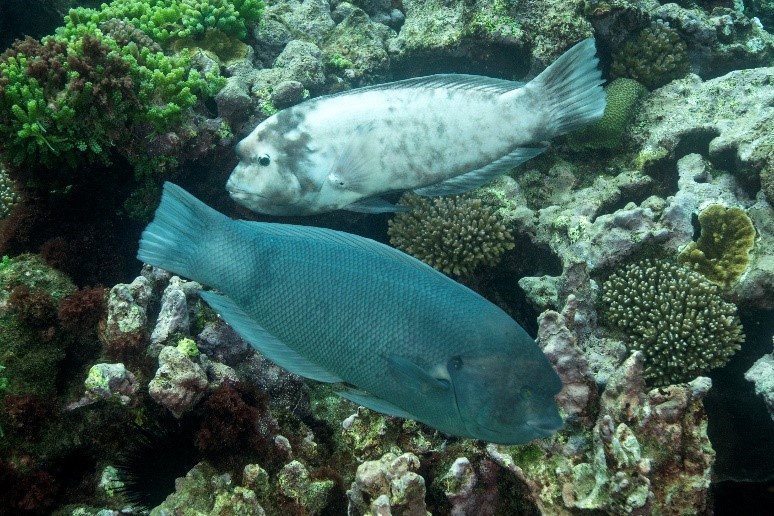 A ‘pied’ Doubleheader Wrasse (Coris bulbifrons) (top) beside a typical Doubleheader Wrasse